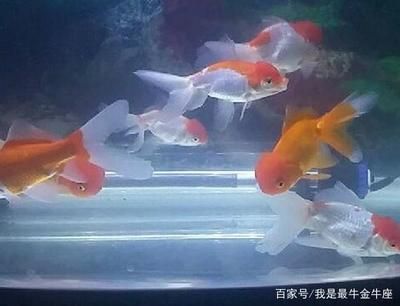 魚缸不換水可以放鹽嗎（如何判斷魚缸不換水的其他處理方法）