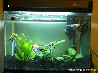 魚缸不換水可以放鹽嗎（如何判斷魚缸不換水的其他處理方法）