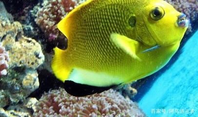 魚缸不換水可以放鹽嗎（如何判斷魚缸不換水的其他處理方法）