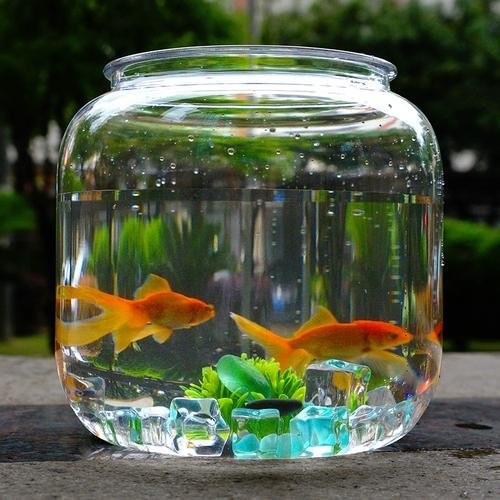 鬼王雷龍多久換一次水？