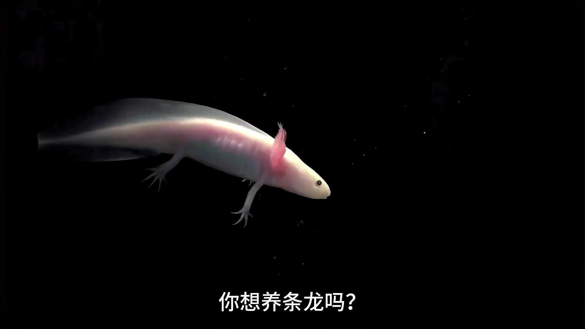 恐龍魚品種