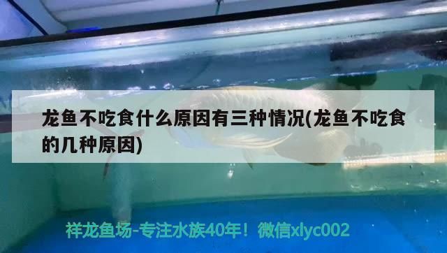 龍魚不吃食,但是狀態(tài)挺好,用下藥嗎：龍魚不吃某些食物的原因