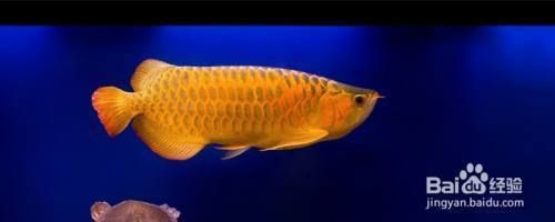 金龍魚怎么繁衍后代：金龍魚的繁殖方式