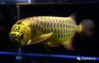 龍魚容易養(yǎng)死嗎：龍魚養(yǎng)殖需要注意的幾個(gè)關(guān)鍵點(diǎn)，龍魚養(yǎng)殖需要注意