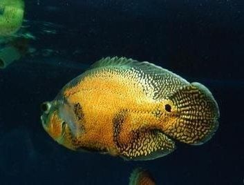 龍魚知道饑飽嗎為什么：養(yǎng)龍魚的人經(jīng)常說“龍魚只要吃食就沒事”，但不像人類那樣饑飽
