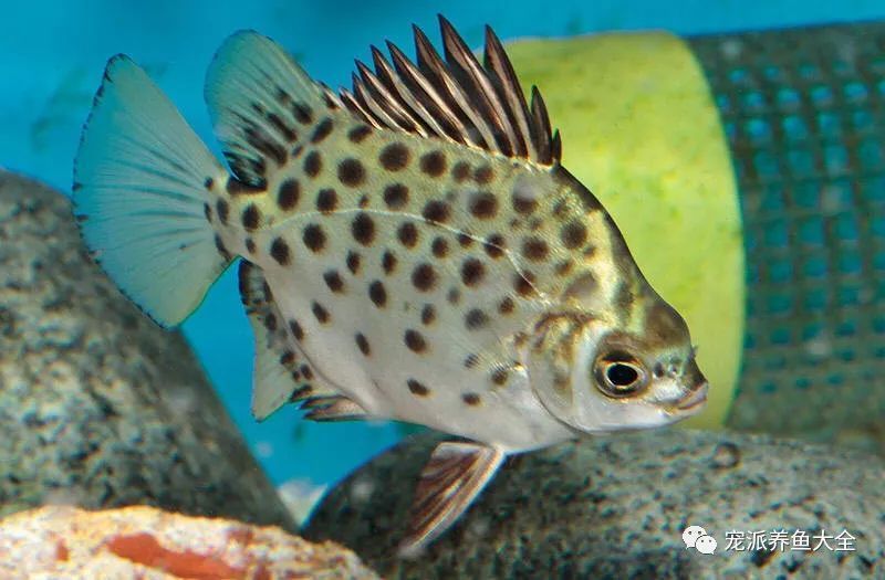 金鼓魚和龍魚混養好嗎：金鼓魚和龍魚可以混養嗎？