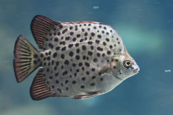 金鼓魚和龍魚混養好嗎：金鼓魚和龍魚可以混養嗎？