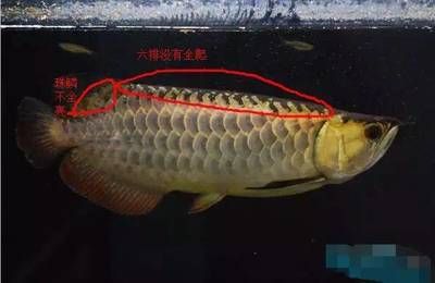 龍魚鑒別金龍魚的品質鑒別攻略[2019-12]3.：如何鑒別龍魚的品質？ 龍魚鑒別金龍魚的品質鑒別攻略[2019-12]3.：如何鑒別龍魚的品質？ 龍魚百科 第1張