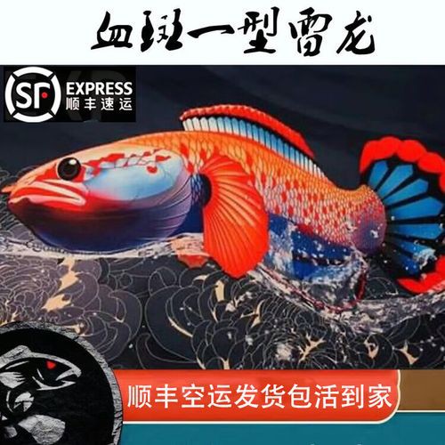 紅尾龍魚價格是多少一條 紅尾龍魚價格是多少一條 龍魚百科 第7張