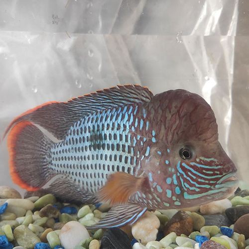 紅尾龍魚價格是多少一條 紅尾龍魚價格是多少一條 龍魚百科 第8張