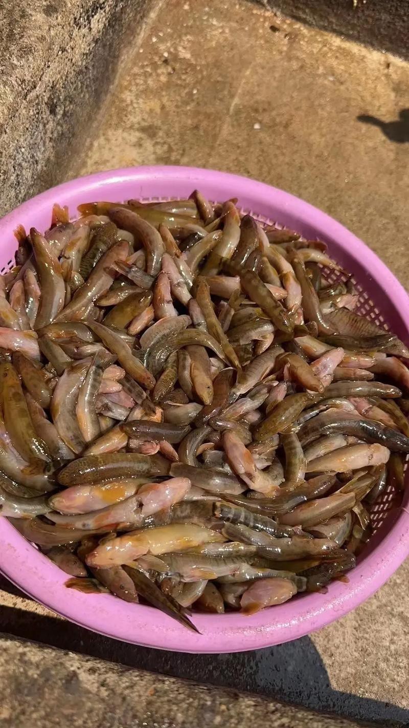 紅尾龍魚價格是多少一條 紅尾龍魚價格是多少一條 龍魚百科 第5張