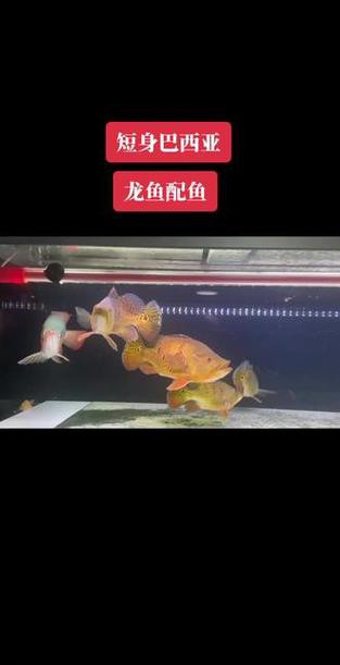 象鼻魚和龍魚混養好不好呢圖片 象鼻魚和龍魚混養好不好呢圖片 龍魚百科 第22張