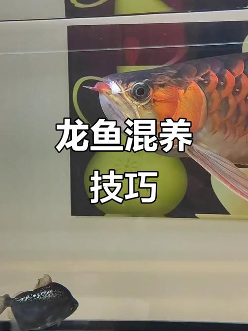 象鼻魚和龍魚混養好不好呢圖片 象鼻魚和龍魚混養好不好呢圖片 龍魚百科 第27張