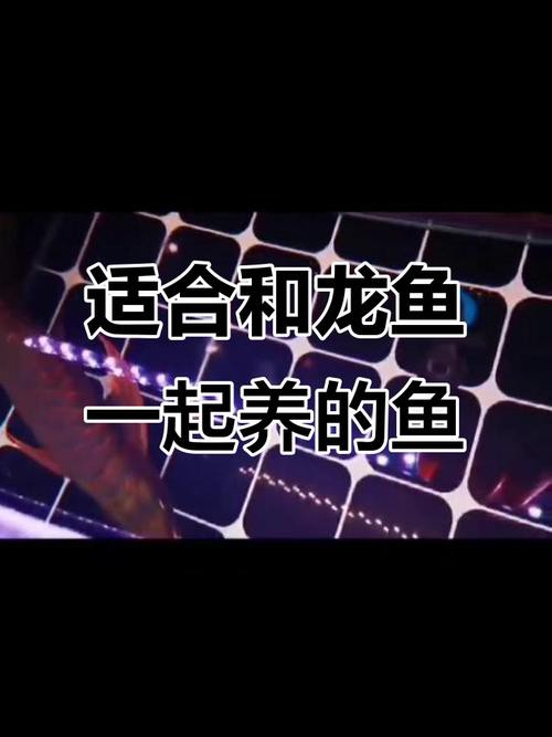 象鼻魚和龍魚混養好不好呢圖片 象鼻魚和龍魚混養好不好呢圖片 龍魚百科 第34張