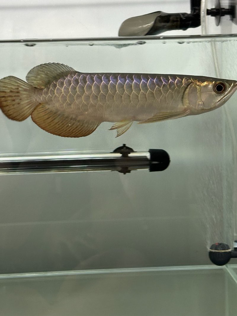 武吉美拉龍魚怎么樣好養嗎