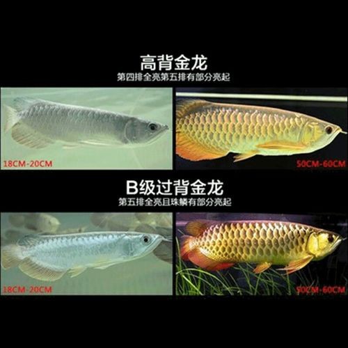 高背金龍和過背金龍的價格差異大嗎？ 高背金龍和過背金龍的價格差異大嗎？ 龍魚百科 第9張