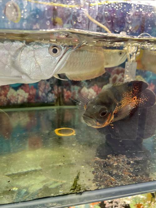 小缸能養銀龍魚嗎有毒嗎圖片 小缸能養銀龍魚嗎有毒嗎圖片 龍魚百科 第13張