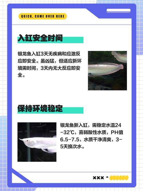 小缸能養銀龍魚嗎有毒嗎圖片 小缸能養銀龍魚嗎有毒嗎圖片 龍魚百科 第16張