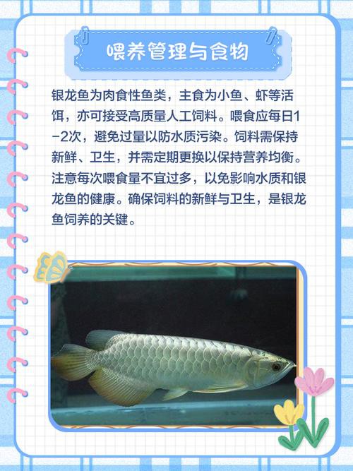 小缸能養銀龍魚嗎有毒嗎圖片 小缸能養銀龍魚嗎有毒嗎圖片 龍魚百科 第14張