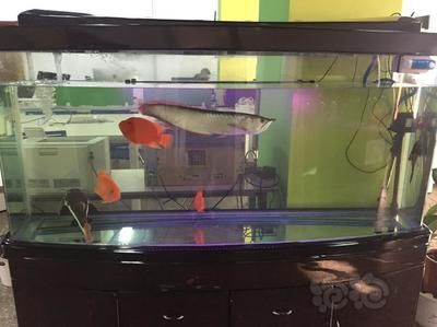 龍魚咬底缸（龍魚咬底缸是怎么回事）