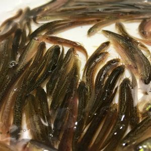小銀龍魚怎么養(yǎng)活：小龍魚喂食泥鰍的理想頻率應(yīng)該是多少？