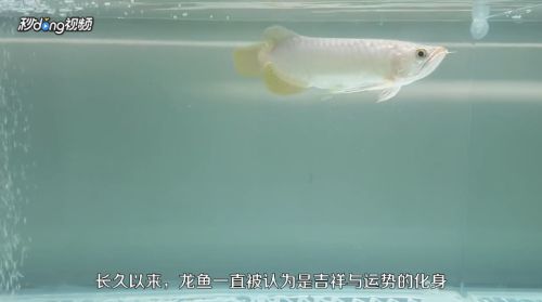 龍魚(yú)如何養(yǎng)殖？：養(yǎng)殖龍魚(yú)的注意事項(xiàng)