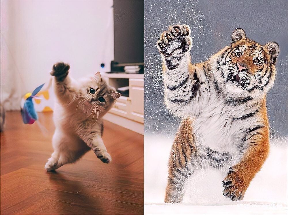 老虎為什么不攻擊貓