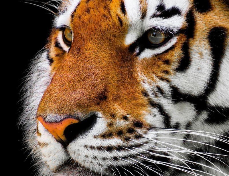 老虎為什么不攻擊貓