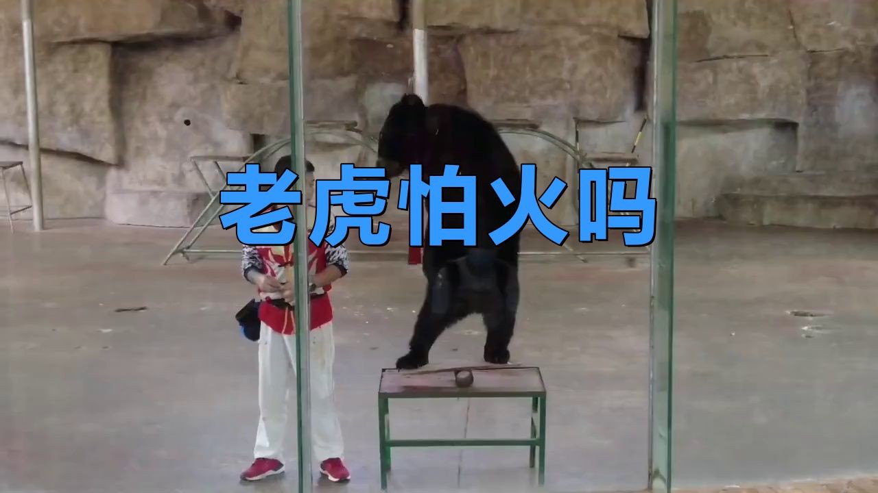 老虎怕不怕光和火