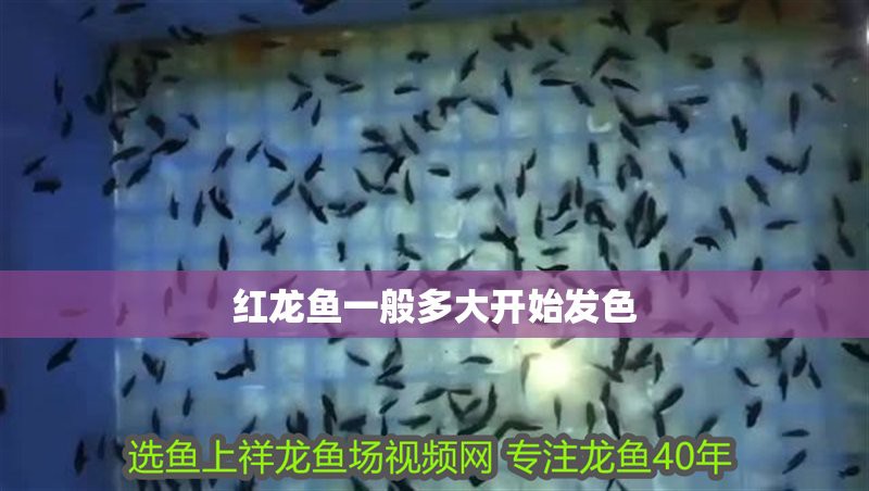30公分紅龍魚正常發色是多少