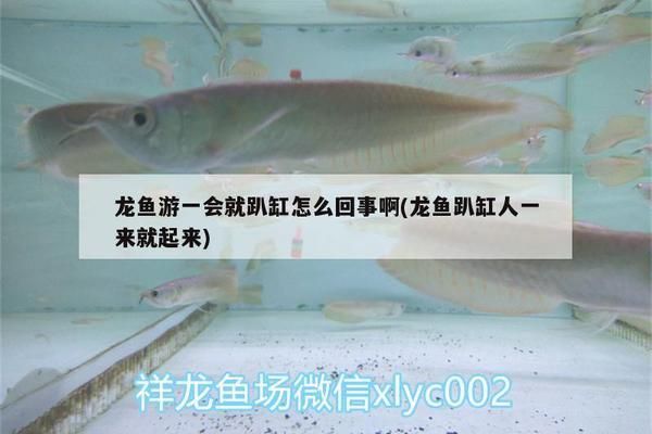 龍魚趴缸人一來就起來，龍魚趴缸并人過去會起來可能是由多種原因引起的
