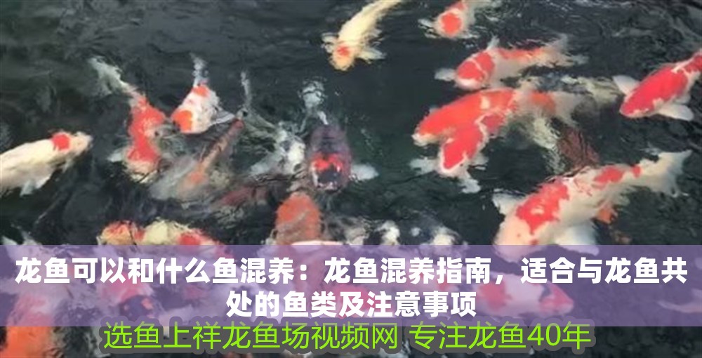龍魚可以和什么魚混養：龍魚混養指南，適合與龍魚共處的魚類及注意事項