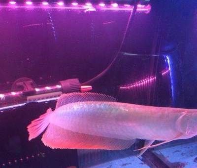 20公分龍魚可以吃多大的小魚（20公分的龍魚可以吃多大的小魚）