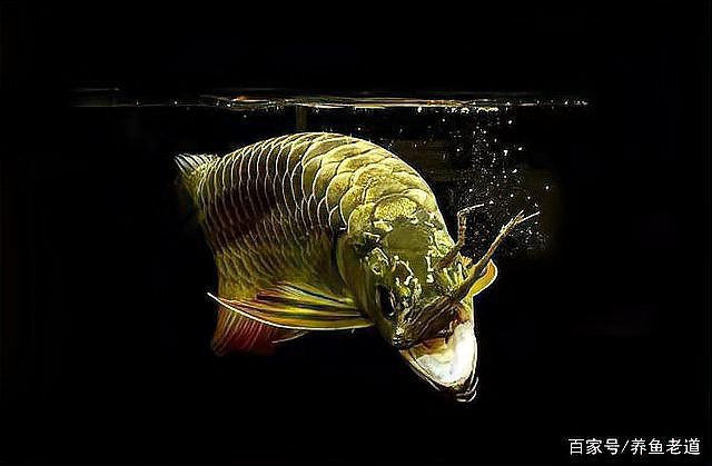 金龍魚受傷期間需要停食嗎？ 金龍魚受傷期間需要停食嗎？ 龍魚百科 第4張