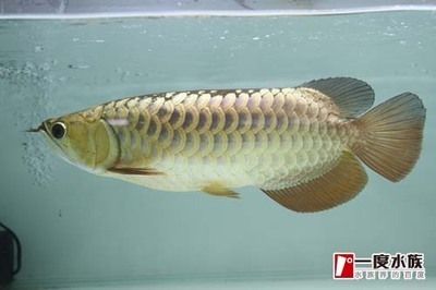 龍魚生意好做嗎：中國龍魚養殖市場在2015-2020年間經歷了增長