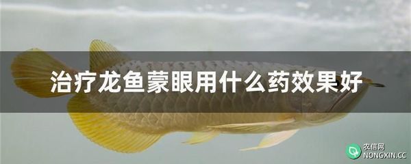 龍魚用藥注意事項有哪些：龍魚可以與什么魚混養