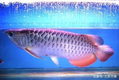 世界最貴的金龍魚排名第一是什么魚：世界上最貴的金龍魚排名第一是什么魚