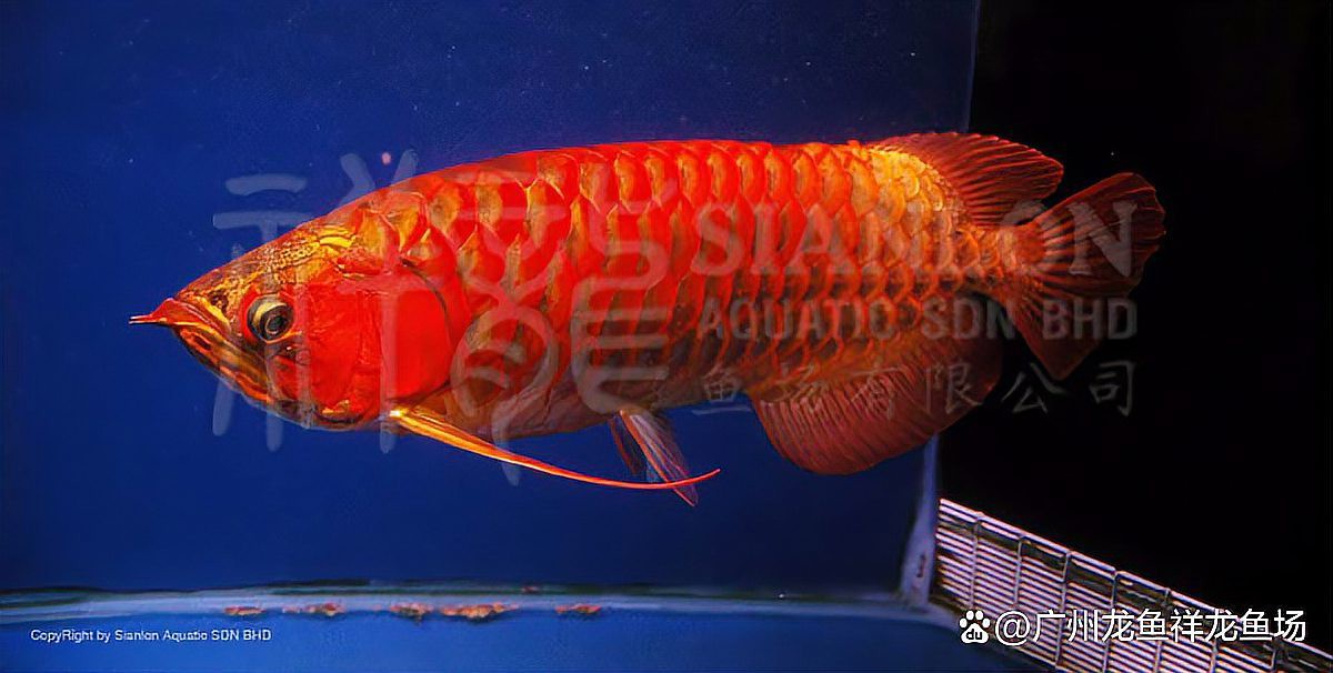 紅龍魚白燈照射的效果怎么樣