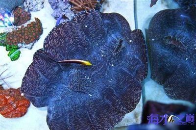 廣州水族市場哪里的龍魚便宜（如何在廣州水族市場挑選便宜的龍魚）