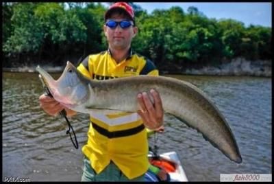 呼倫貝爾龍魚專賣店：呼倫貝爾地區的龍魚專賣店的相關信息