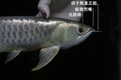 賣龍魚的網(wǎng)站有哪些平臺(tái)（賣龍魚的平臺(tái)有哪些？）