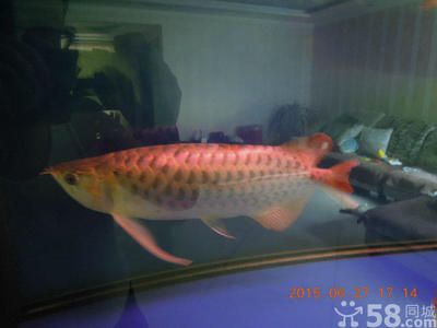 20公分紅龍魚價(jià)格多少錢一條（20公分紅龍魚價(jià)格大概多少錢）