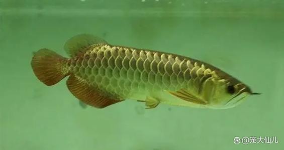 龍魚頭朝上尾朝下一直動