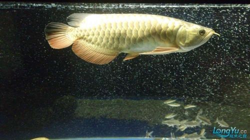 龍魚頭朝上尾朝下一直動