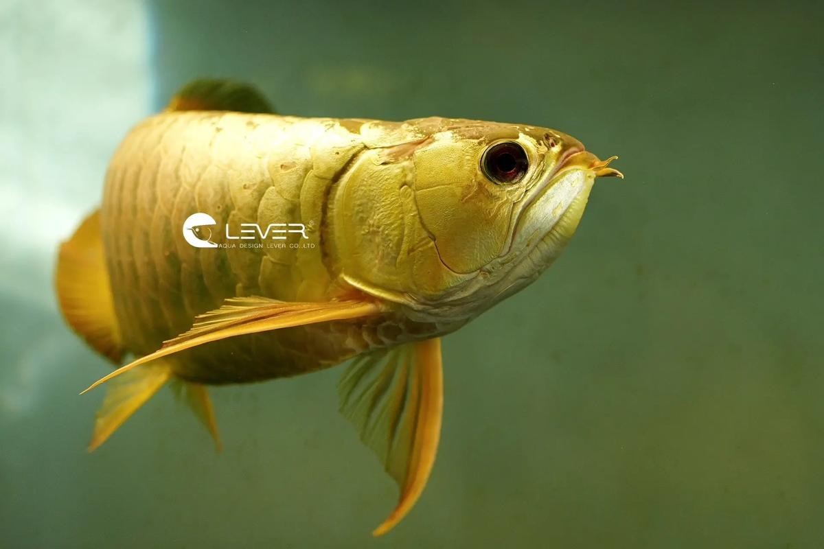 龍魚頭朝上尾朝下一直動