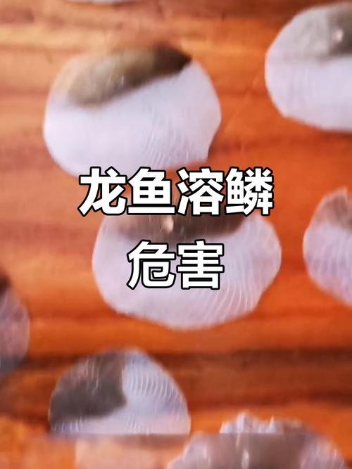 龍魚頭朝上尾朝下一直動