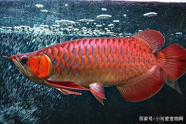 龍魚頭朝上尾朝下一直動