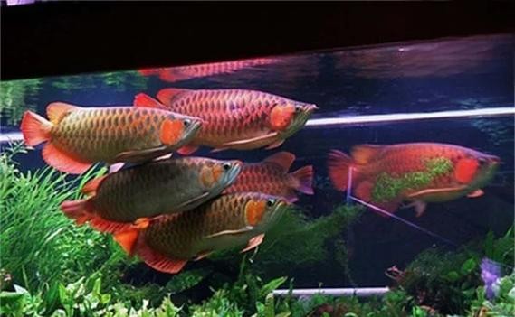 龍魚頭朝上尾朝下一直動