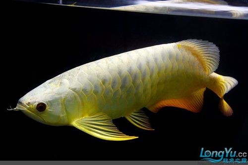 龍魚頭朝上尾朝下一直動