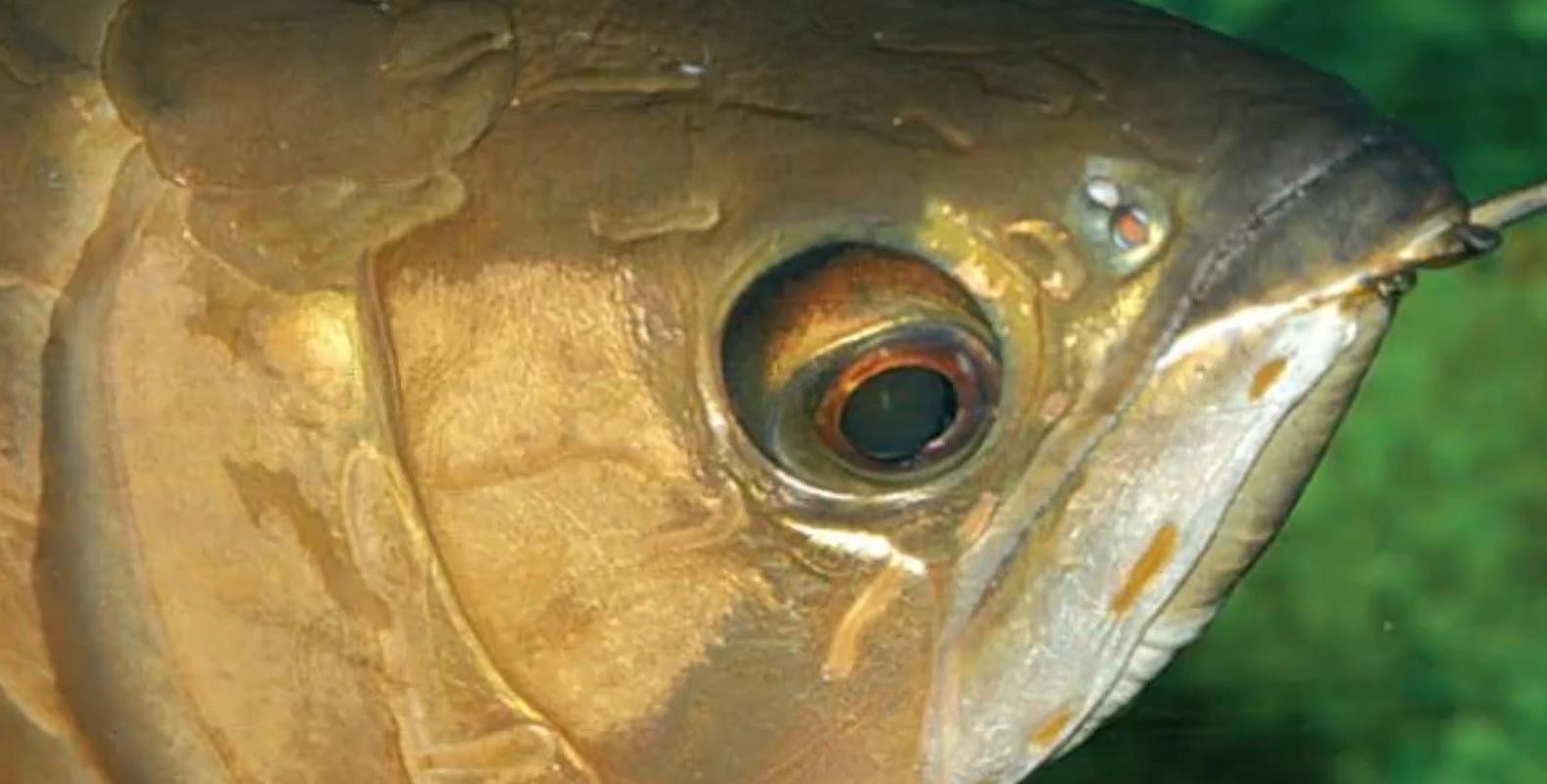 龍魚頭朝上尾朝下一直動